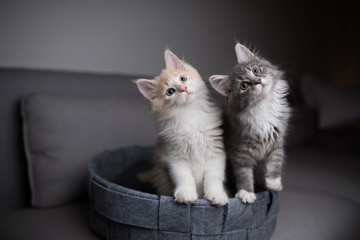 Feather Hill Maine Coons