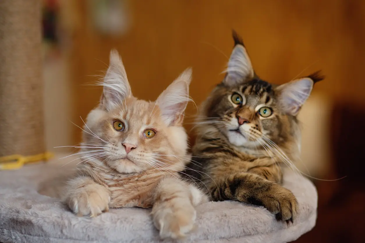 Feather Hill Maine Coons