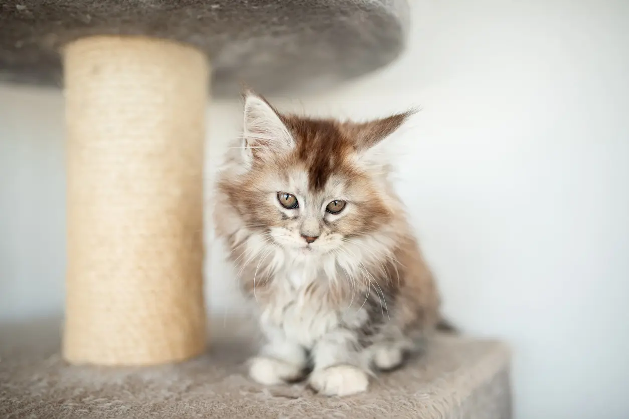 Feather Hill Maine Coons