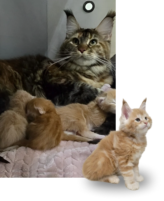 Feather Hill Maine Coons