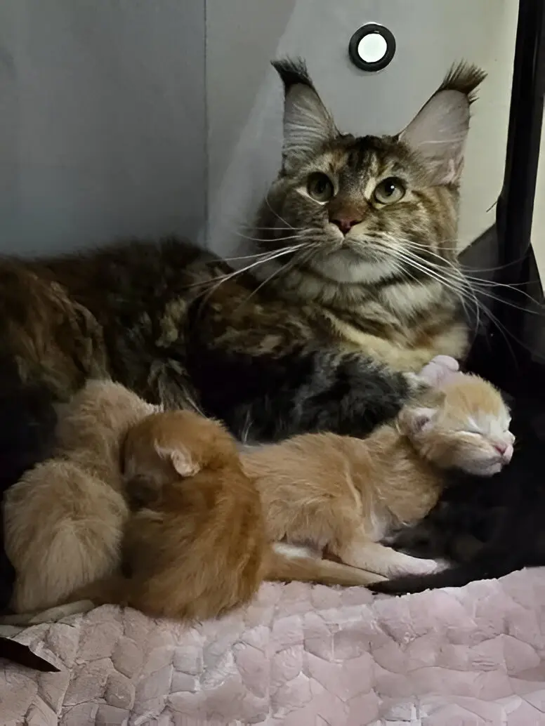 Feather Hill Maine Coons