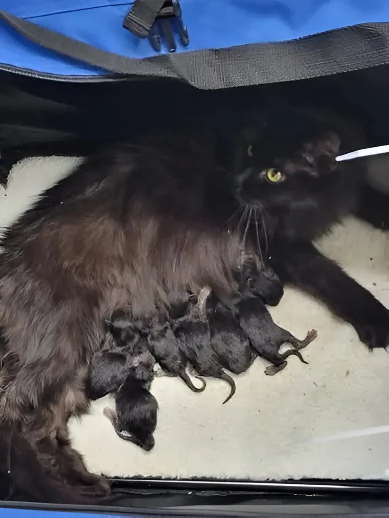 Feather Hill Maine Coons