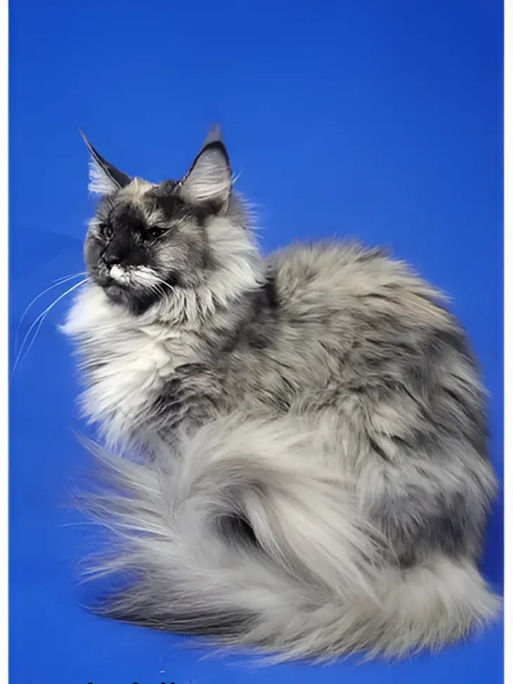 Feather Hill Maine Coons