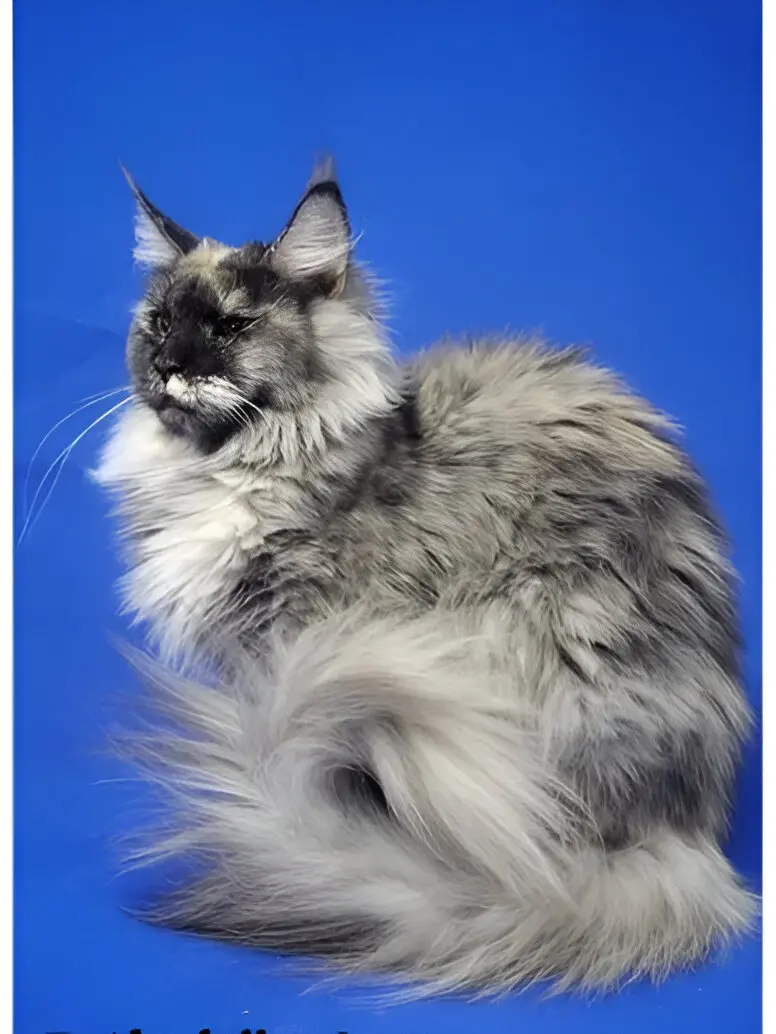 Feather Hill Maine Coons