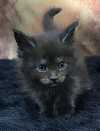 Feather Hill Maine Coons