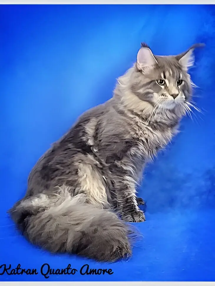 Feather Hill Maine Coons