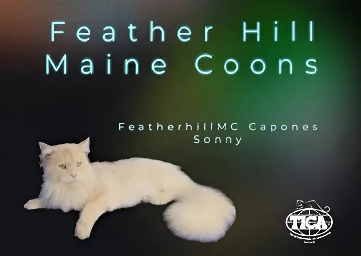 Feather Hill Maine Coons