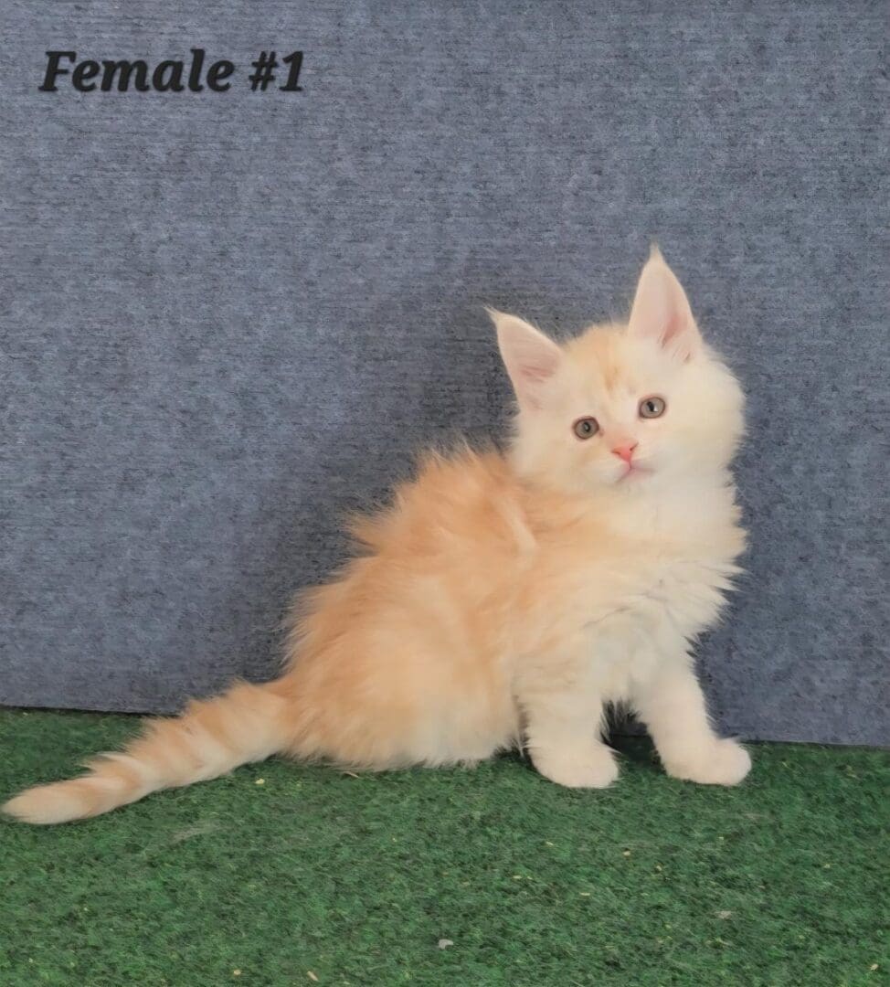 Fluffy cream kitten sitting on green carpet